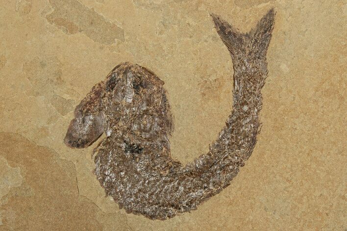 Jurassic Fossil Fish (Hulettia) - Wyoming #188866